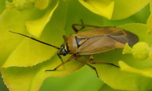 Réf. 183 304 : Brachycoleus pilicornis